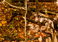 Highbanks Autumn 4: Decaying Wood and Fungi