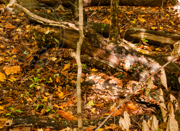 Highbanks Autumn 4: Decaying Wood and Fungi