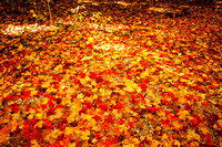 Highbanks Autumn 6: Maple Carpet