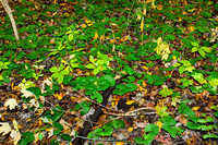 Highbanks Autumn 7: Forest Floor Flora