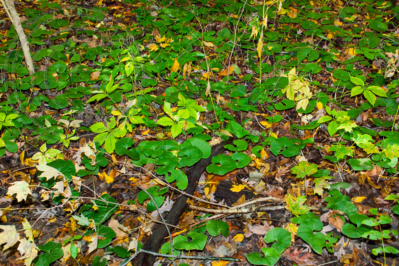 Highbanks Autumn 7: Forest Floor Flora