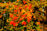 Indian River Falls Autumn 1: Maple Leaves