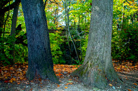 Indian Run Falls Autumn 2: Through the Tree Trunks