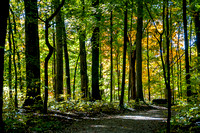 Highbanks Autumn 1: Trails