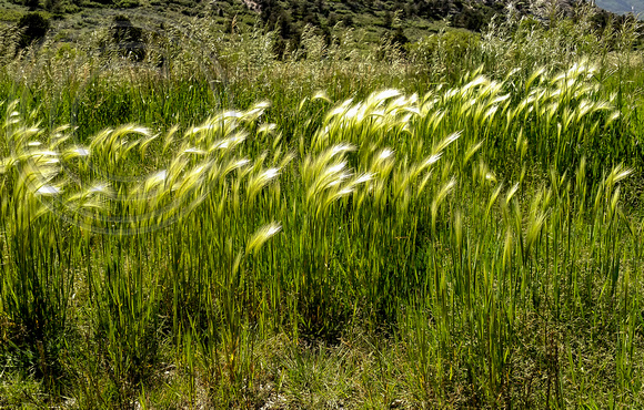 Ute Valley Park Grasses Gone to Seed and Blowin' in the Wind
