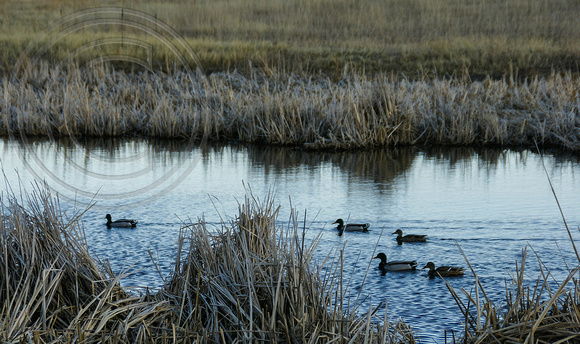 5. Ducks on the Pond
