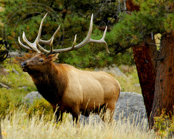 Bull Elk Ready for the Rut