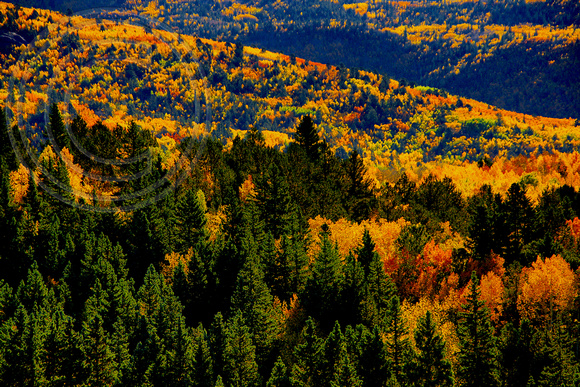 Autumn Splendor in Pike National Forest