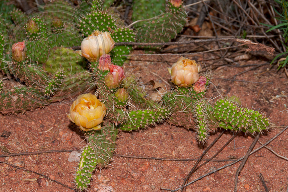Blooming Cacti, Garden of the Gods