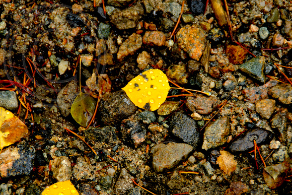 Fallen Aspen Leaf
