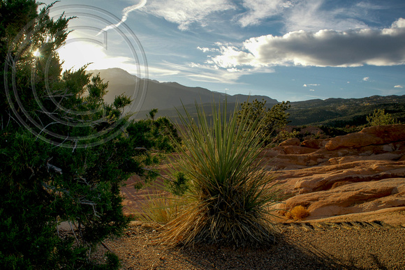 19. Yucca at Golden Hour, 23 October 2014
