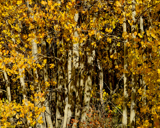 17. Aspens on Boreas Pass, Colorado, 18 September, 2014