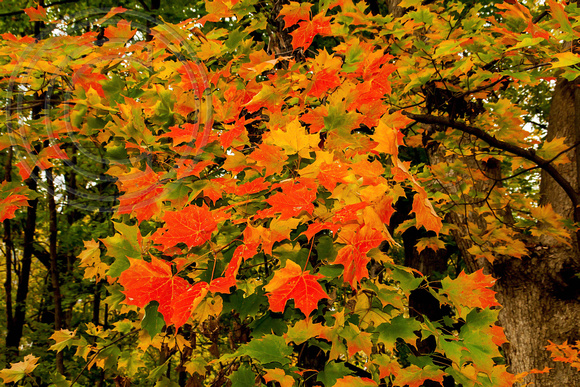 Indian River Falls Autumn 1: Maple Leaves