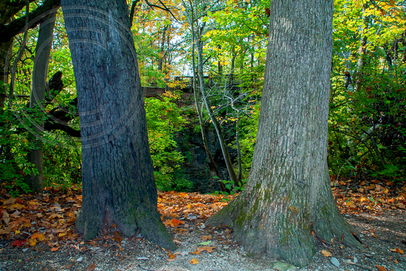 Indian Run Falls Autumn 2: Through the Tree Trunks