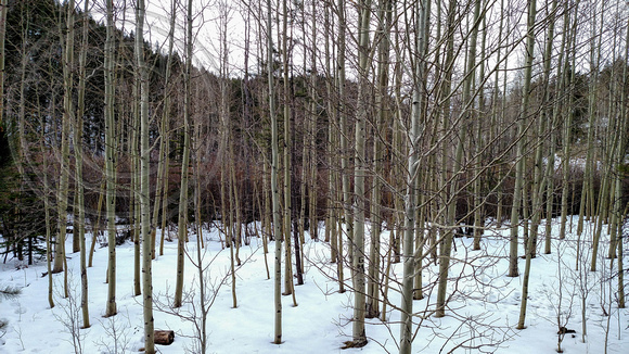 Young Aspen Trunks in the Snow on Pikes Peak