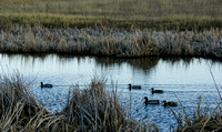 5. Ducks on the Pond