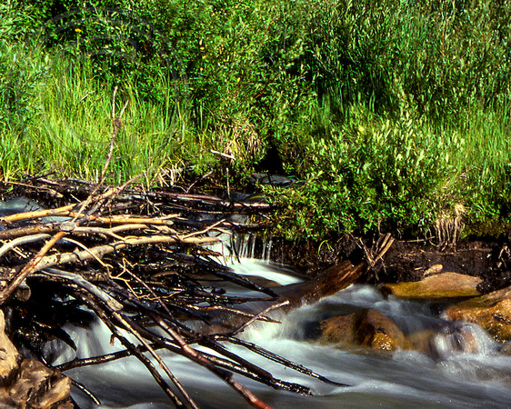 Stream, Rocky Mountain National Park, Colorado