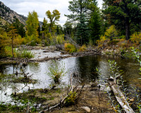 Beaver Dam in Cottonwood Creek near Cottonwood Pass, Colorado