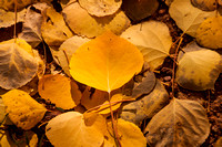 Fallen Aspen Leaves