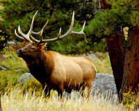 Bull Elk Ready for the Rut
