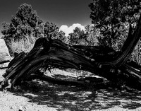 Gnarled Pine Remnants