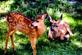Fawns on the Lawn
