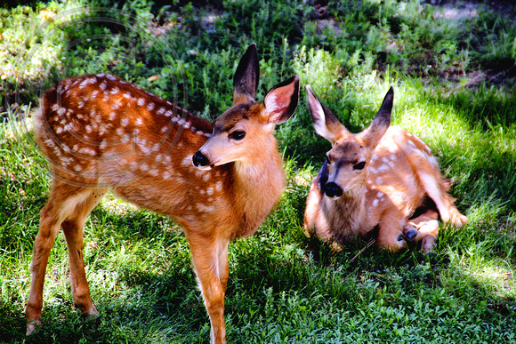 Fawns on the Lawn
