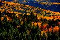 Autumn in Pike National Forest