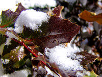 5. Holly Leaf and Snow, 20 February 2014