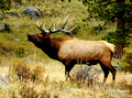 Bull Elk, Calling His Harem