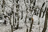 6. Winter in Ute Valley Park, Colorado Springs, 2 March 2014